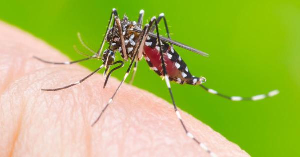A guerra contra o Aedes Aegypti continua!