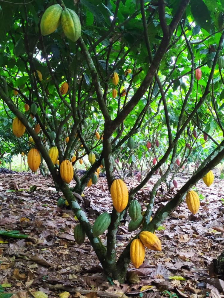 Agricultores participam de visita para conhecer projeto de Alta Produtividade orientado pela CEPLAC 