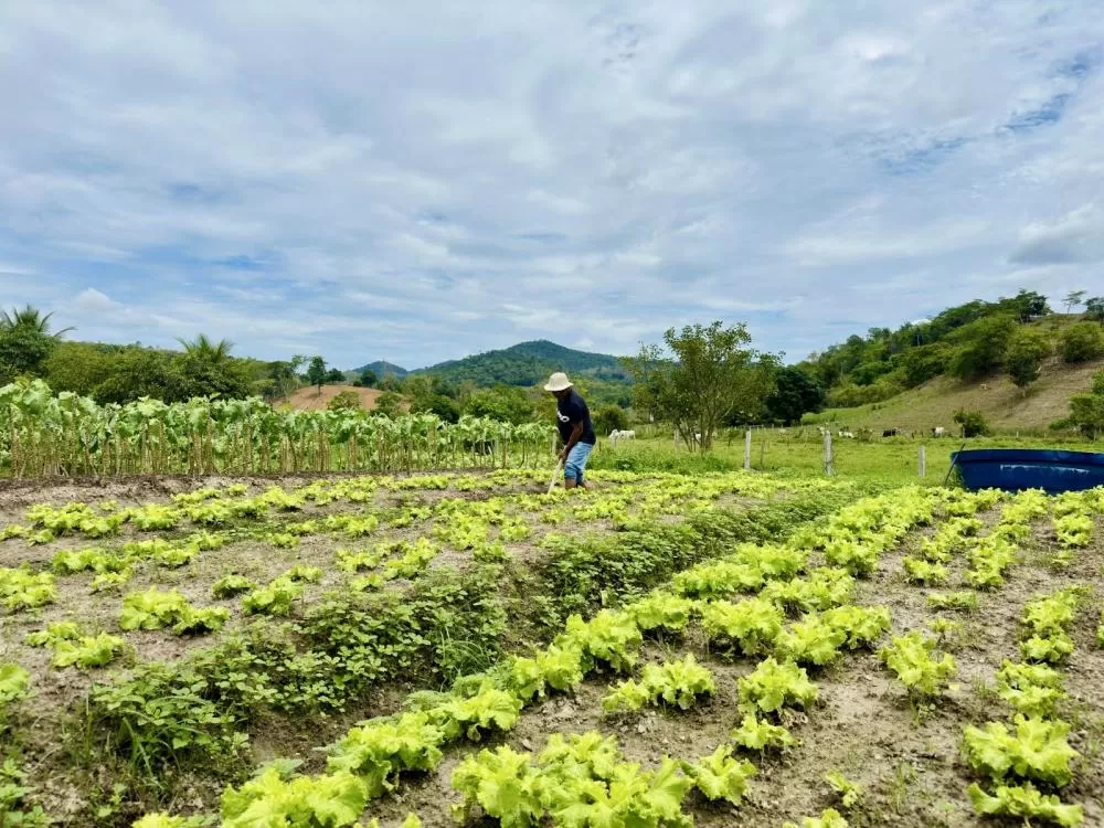 Nesta quinta (20), Ipiaú recebe lançamento do projeto para fortalecimento da Mata Atlântica, que beneficiará 77 municípios baianos
