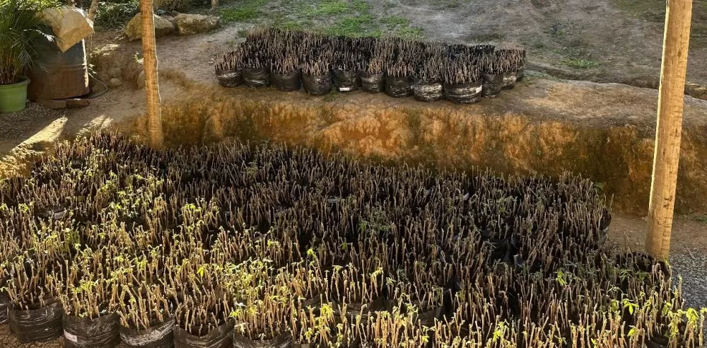 Prefeitura de Ipiaú entrega 10 mil mudas de aipim a agricultores familiares da região do Braço Pequeno