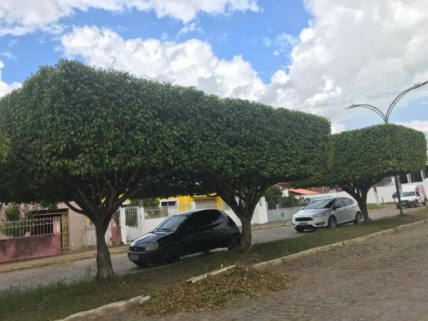 Secretaria de Desenvolvimento Urbano segue realizando serviços de poda e limpeza em vias públicas
