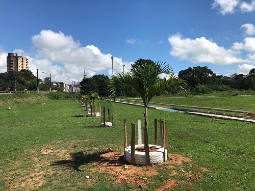 SDU intensifica plantio de árvores em praças municipais