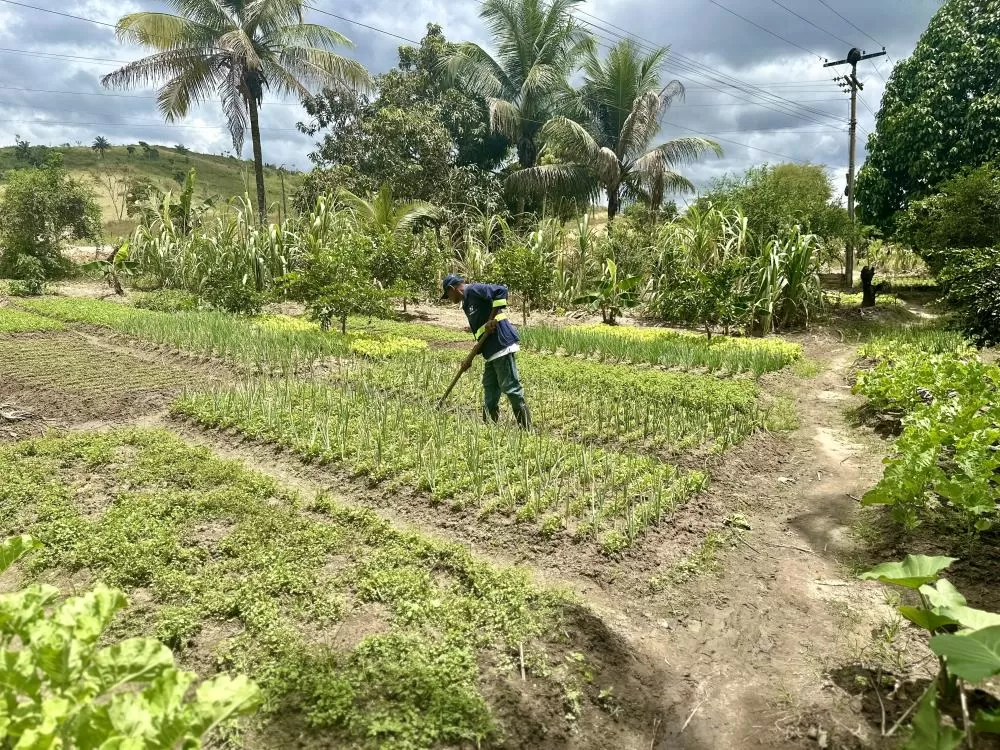 Horta Comunitária de Ipiaú: projeto que traz união e sustento para dezenas de famílias